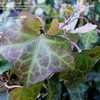 Thumbnail #3 of Hedera hibernica by mjolner88