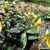 Thumbnail #2 of Erythronium rostratum by mygardens