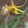 Thumbnail #4 of Erythronium rostratum by EROCTUSE2