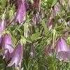 Thumbnail #1 of Campanula takesimana by kat7