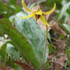 Thumbnail #5 of Erythronium rostratum by EROCTUSE2