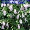 Thumbnail #4 of Campanula takesimana by Tomtom