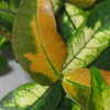 Thumbnail #3 of Trachelospermum asiaticum by vossner