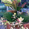 Thumbnail #2 of Trachelospermum asiaticum by vossner