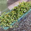 Thumbnail #4 of Trachelospermum asiaticum by trackinsand