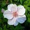 Thumbnail #1 of Geranium sanguineum var. striatum by poppysue