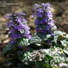 Thumbnail #5 of Ajuga pyramidalis by Gabrielle