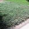 Thumbnail #2 of Juniperus horizontalis by palmbob