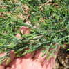 Thumbnail #5 of Juniperus horizontalis by slyperso1