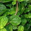 Thumbnail #2 of Pilea nummulariifolia by DaylilySLP