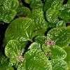 Thumbnail #4 of Pilea nummulariifolia by Happenstance