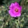 Thumbnail #4 of Calandrinia spectabilis by Calif_Sue