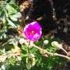 Thumbnail #3 of Calandrinia spectabilis by ayse