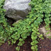 Thumbnail #4 of Clinopodium douglasii by AnniesAnnuals