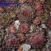 Thumbnail #1 of Sempervivum calcareum by arsenic