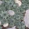 Thumbnail #5 of Sempervivum calcareum by palmbob