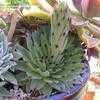 Thumbnail #3 of Sempervivum calcareum by palmbob