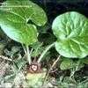 Thumbnail #1 of Asarum caudatum by kennedyh