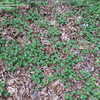 Thumbnail #4 of Rubus pentalobus by cedar18