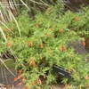Thumbnail #2 of Epilobium canum subsp. garrettii by plutodrive