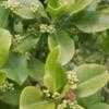 Thumbnail #3 of Euonymus fortunei by Equilibrium