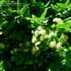 Thumbnail #4 of Euonymus fortunei by plantaholic186