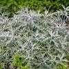 Thumbnail #3 of Artemisia ludoviciana by poppysue