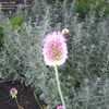 Thumbnail #5 of Artemisia ludoviciana by stormyla