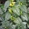 Thumbnail #3 of Lamium galeobdolon subsp. montanum by philomel