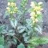 Thumbnail #2 of Lamium galeobdolon subsp. montanum by naturepatch
