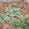 Thumbnail #1 of Lamium galeobdolon subsp. montanum by FlowerManiac