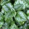 Thumbnail #4 of Lamium galeobdolon subsp. montanum by Happenstance