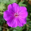 Thumbnail #5 of Geranium  by growin