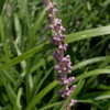 Thumbnail #4 of Liriope muscari by DaylilySLP