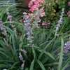 Thumbnail #5 of Liriope muscari by DaylilySLP