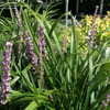 Thumbnail #3 of Liriope muscari by DaylilySLP