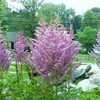 Thumbnail #5 of Astilbe x arendsii by xav1969