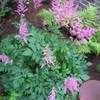 Thumbnail #2 of Astilbe x arendsii by Sherlock221