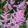 Thumbnail #3 of Astilbe x arendsii by Sherlock221