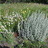 Thumbnail #1 of Artemisia ludoviciana by gardener_mick