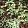 Thumbnail #3 of Trachelospermum asiaticum by AJNTEXAS