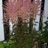 Thumbnail #2 of Astilbe simplicifolia by jg48650