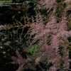 Thumbnail #5 of Astilbe simplicifolia by DaylilySLP