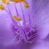 Thumbnail #5 of Tradescantia pallida by WaterCan2