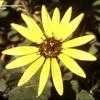 Thumbnail #3 of Arctotheca calendula by kennedyh