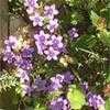Thumbnail #1 of Campanula portenschlagiana by Lilith