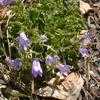 Thumbnail #2 of Campanula portenschlagiana by PotEmUp