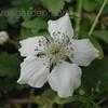 Thumbnail #2 of Rubus trivialis by moonlighting
