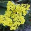 Thumbnail #3 of Achillea tomentosa by saya