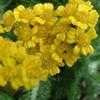 Thumbnail #1 of Achillea tomentosa by PotEmUp